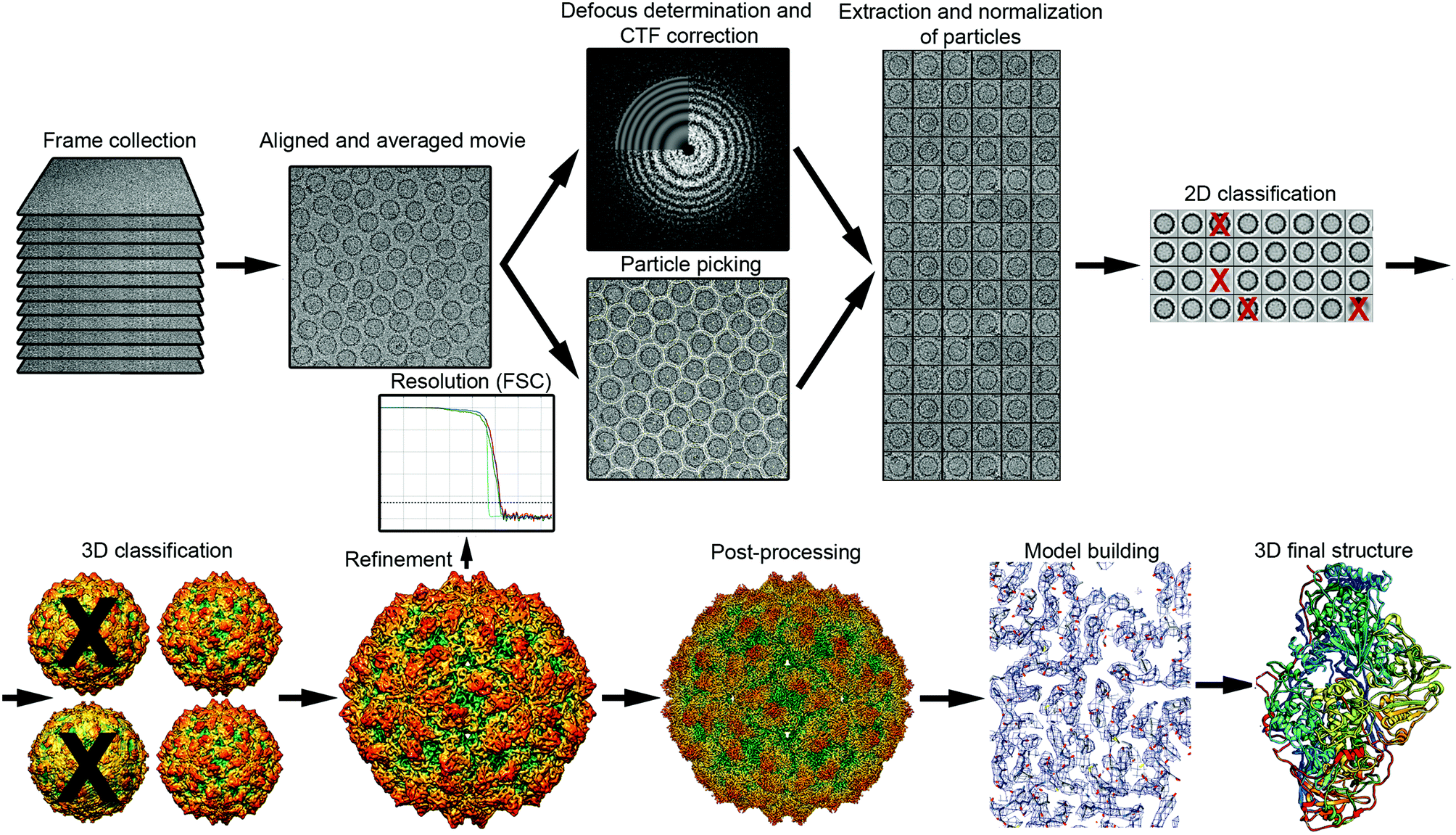 Cryo-EM 工作流程：对齐 → 平均 → 迭代 → 重构 3D 图。